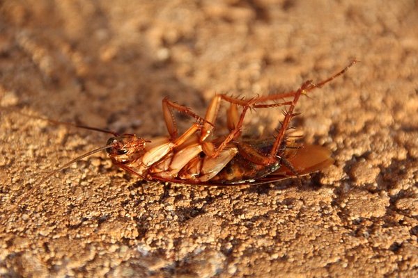 Pourquoi les cafards sont considérés comme des insectes nuisibles ?